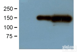 GFP标签<em>抗体</em>, 抗GFP<em>绿色</em>荧光单抗