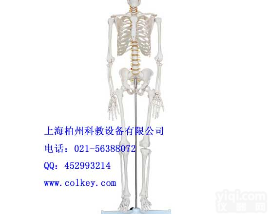人体骨骼<em>模型</em>,全身<em>骨架</em><em>模型</em>,人体骷髅<em>模型</em>