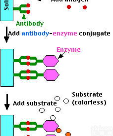 细胞因子/活性<em>多肽</em>/<em>血栓</em>/<em>止血</em>/肿瘤/激素/内分泌等试剂盒