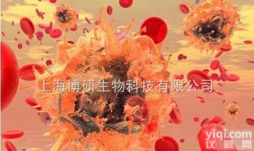 <em>KG</em>-1<em>细胞</em>,人<em>白血病</em><em>细胞</em>