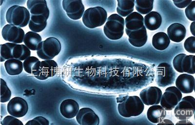 CCC-HBE-2<em>细胞</em>,人<em>胚胎</em><em>气管</em><em>细胞</em>