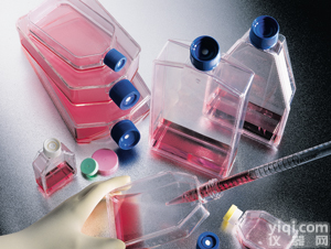 <em>皮肤基底细胞癌细胞,A431细胞</em>