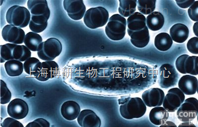 CHO/dhFr细胞,仓鼠卵巢细胞,二氢叶酸还原酶缺陷,CHO/dhFr细胞