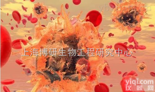 EL4细胞,小鼠淋巴瘤细胞,EL4细胞