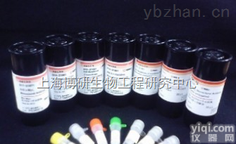 Anti-BRSK2抗体,脑蛋白丝氨酸/苏氨酸激酶29抗体说明