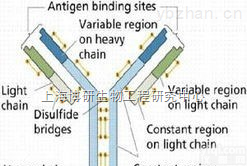 <em>Anti-GLB1L3抗体,β半乳糖苷酶1样蛋白3抗体</em>科研专用