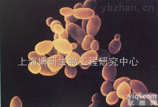 <em>小鼠</em><em>黑色素瘤</em>高转移<em>细胞</em>,B16F10<em>细胞</em>