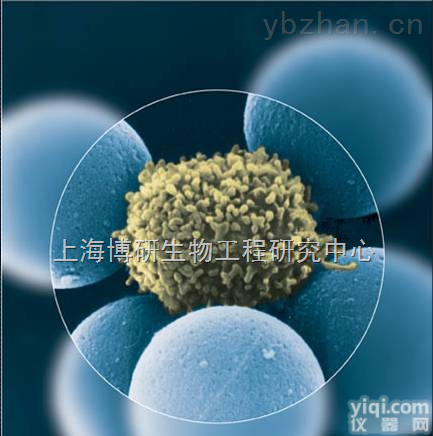 人皮肤<em>基底</em>细胞<em>癌细胞</em>,A431细胞