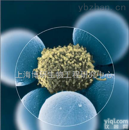 801-D细胞,801-D细胞人<em>巨细胞</em>性<em>肺癌</em>细胞