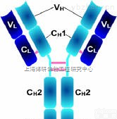 Anti-NK-2R/<em>Neurokinin</em> A Receptor<em>抗体</em>,神经激肽A<em>受体</em>/K物质<em>受体</em><em>抗体</em>值得拥有