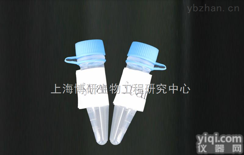 Anti-OCLN/<em>Occludin</em><em>抗体</em>,紧密连接蛋白<em>抗体</em>优质产品