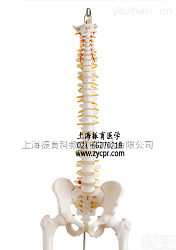 ZY-XC126  <em>脊椎</em>附<em>骨盆</em>半腿骨<em>模型</em>,<em>脊椎</em>盆骨<em>模型</em>