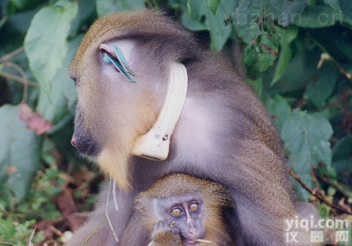 TR-4  <em>野生动物</em>跟踪系统/动物无线跟踪颈圈