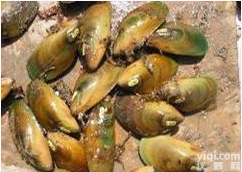 FPN  FPN<em>贝类</em>粘贴<em>标记</em>，<em>放流</em><em>标记</em>