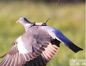 鸟类<em>跟踪器</em>  北斗卫星鸟类跟踪<em>定位</em>仪