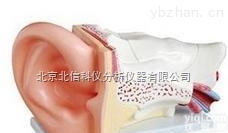 DL06-3310  <em>耳朵</em><em>解剖</em><em>模型</em>，<em>耳朵</em><em>模型</em>，，生物<em>模型</em>