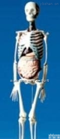 DL18-GJM  医用人体骨骼<em>骨架</em><em>模型</em>/人体骨骼<em>骨架</em><em>模型</em>