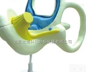 DL06-NEF  内耳<em>放大</em><em>模型</em>，内耳迷路<em>放大</em><em>模型</em>