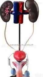 DL06-3311  男性<em>泌尿</em><em>系统</em>，男性<em>生殖</em><em>系统</em>