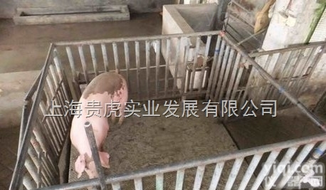 称猪秤1吨，活猪<em>称重</em>1T磅秤，<em>1000</em>公斤称猪地磅