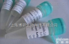 脂肪分解刺激<em>脂蛋白</em><em>受体</em><em>抗体</em>,Anti-LSR<em>抗体</em>