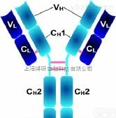 β<em>甘露</em><em>糖苷酶</em><em>溶酶体</em>样蛋白抗体,MANBAL抗体