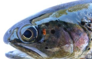 ViAlpha<em>标记</em>  放流<em>标记</em>、<em>鱼类</em><em>荧光</em>ViAlpha<em>标记</em>