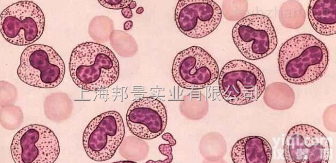 <em>小鼠</em>心肌<em>主动脉</em><em>平滑肌</em>细胞报价