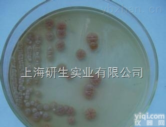 盘<em>多毛</em>孢属<em>菌种</em>生长条件