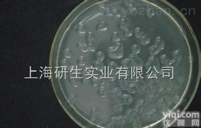 玫<em>烟色</em>拟青霉<em>传代</em>方法