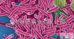 <em>马链球菌兽疫亚种实验方法</em>