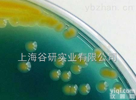 珊瑚色诺<em>卡氏</em>菌操作<em>步骤</em>