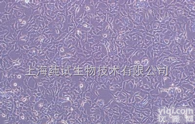 <em>人结直肠腺癌细胞；COLO 201价格</em>