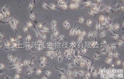 Cas9稳定表达的人恶性<em>黑色素瘤</em>细胞；A375-Cas9-575<em>说明书</em>