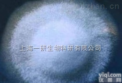 斯氏<em>李斯特</em>氏菌<em>培养</em>