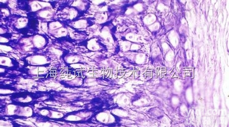 放射抗拒性Lewis<em>肺癌</em><em>细胞</em>株；R-LLC<em>说明书</em>