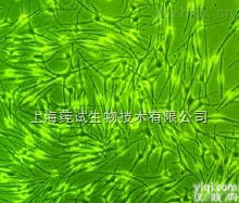 秋<em>行军</em>虫<em>卵巢</em>细胞Sf9<em>克隆</em>株；SSf-aSuper Spodoptera frugiperda a价