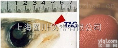 金属线编码<em>标记</em>  鱼类<em>标记</em> 增殖<em>放流</em> <em>体外</em>金属线编码<em>标记</em>