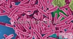 <em>天蓝色链霉菌使用说明书</em>