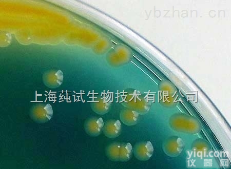 <em>纳塔尔链霉菌培养</em>