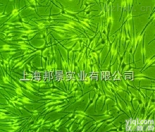 人源口腔鳞状细胞<em>癌细胞</em>系；TSCC1运输<em>保存</em>