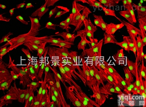 牛甲状腺<em>细胞系</em>；<em>hTERT</em>-BTYBovine thyroid cell line <em>hTERT</em>-BT