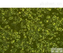 <em>大鼠原代腹腔主动脉内皮细胞</em>