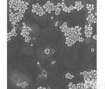 <em>小鼠原代淋巴管内皮细胞</em>