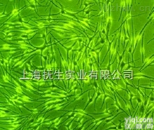 大鼠主<em>动脉</em><em>内皮</em>细胞完全<em>培养基</em>培养